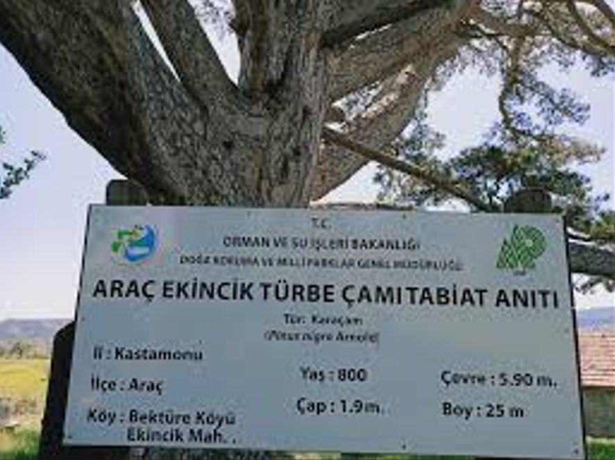 KASTAMONU ARAÇ BEKTÜRE KÖYÜNDE 1.135 M² TARLAMIZ SATILIKTIR. - KASTAMONU ARAÇ fotoğraf 13